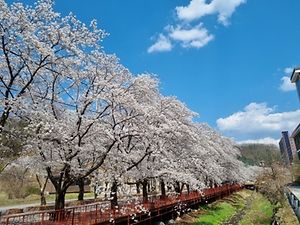 에덴벚꽃길 벚꽃축제 이미지