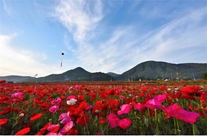 하동 북천 꽃양귀비 축제 이미지