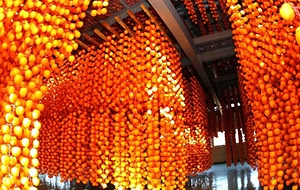 2026 함안곶감축제 1