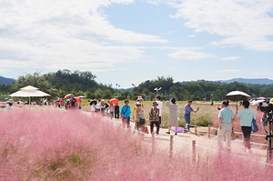 2025 양주 천만송이 천일홍 축제 2
