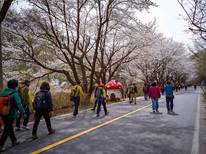 2026 금산 보곡산골 산벚꽃 축제 (1).jpg