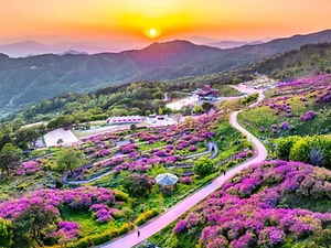 2026 산청황매산철쭉제 (6).jpg