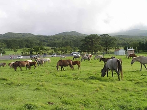 2026 제주마 입목 문화축제 (3).jpg