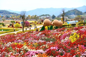 2025 화순 고인돌 가을꽃 축제 3