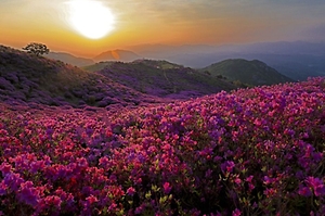 2025 황매산철쭉제 1