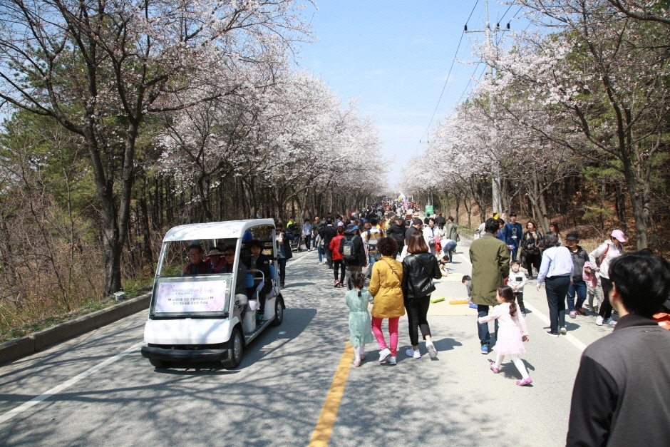 제7회 여주흥천남한강 벚꽃축제 (5)