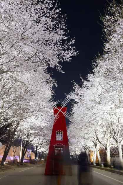 2026 여주흥천남한강 벚꽃축제 (10).jpg