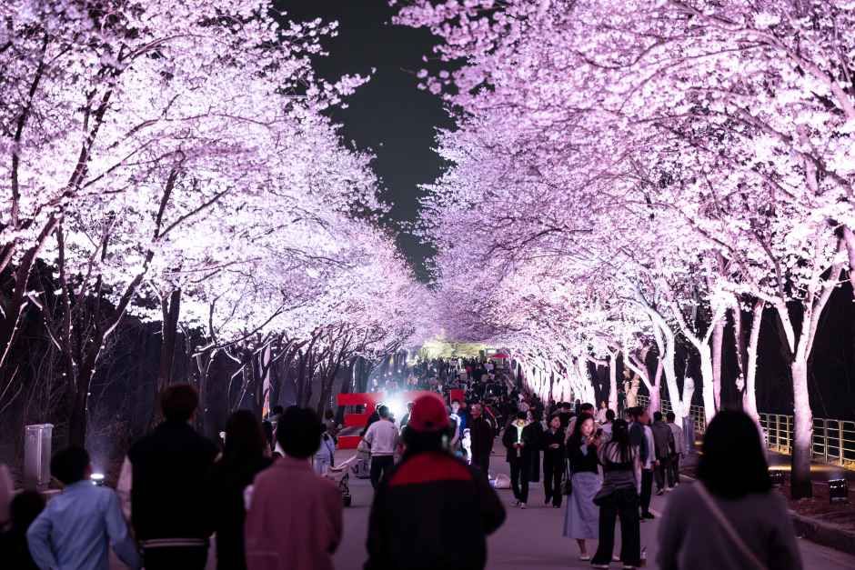 2026 여주흥천남한강 벚꽃축제 (7).jpg