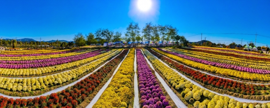 Yeoncheon Chrysanthemum Festival