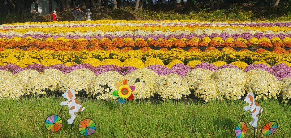 2026 연천 국화축제 (5).jpg