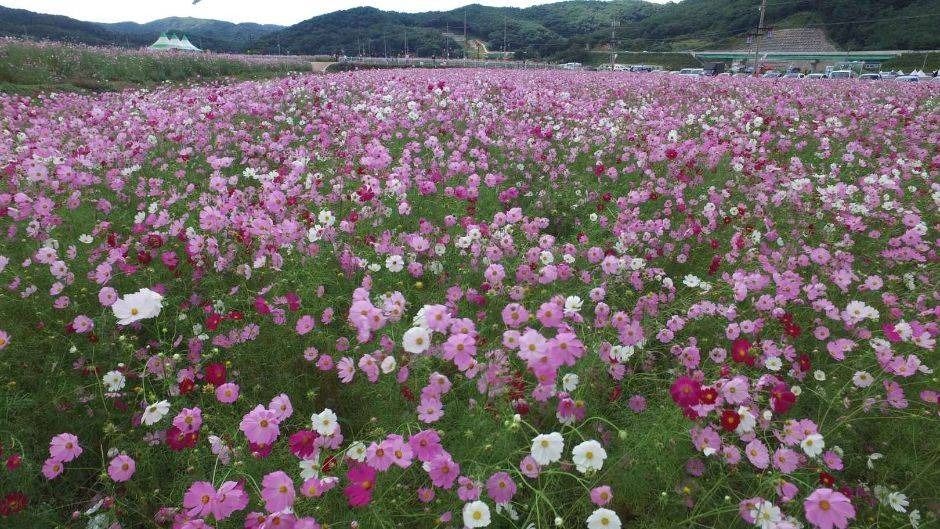 하동 북천 코스모스 메밀꽃 축제 포스터 · 경남 축제