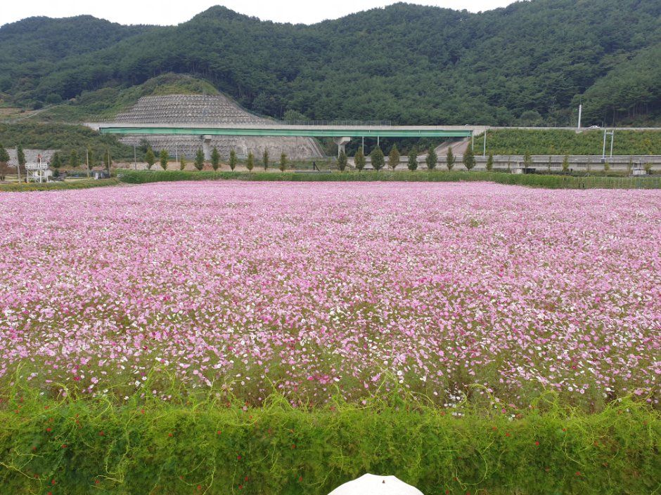 河東北川波斯菊與蕎麥花節