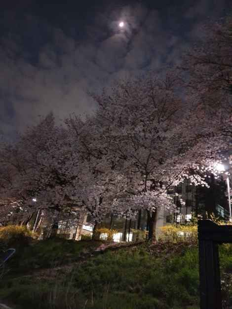 2026 양재천 벚꽃 등(燈) 축제 (8).jpg