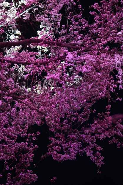 2026 양재천 벚꽃 등(燈) 축제 (5).jpg