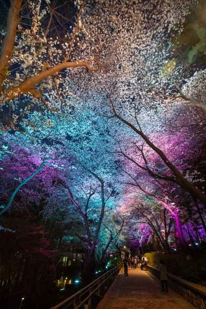 2026 자유공원 벚꽃축제 (1).jpg