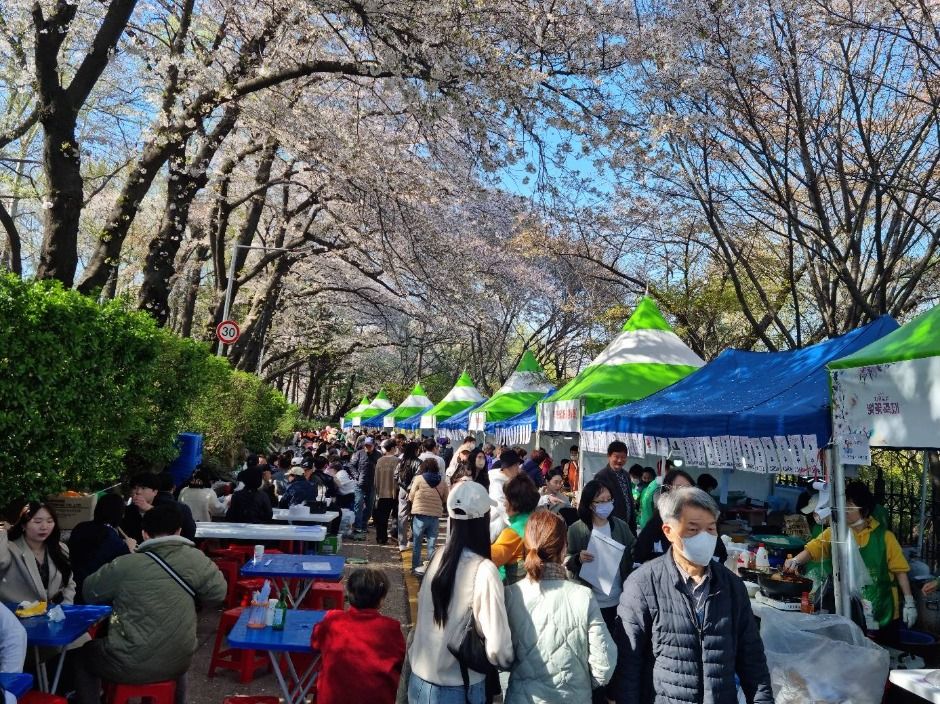 2025 자유공원 벚꽃축제 2