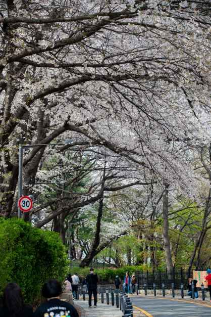 2026 자유공원 벚꽃축제 (2).jpg
