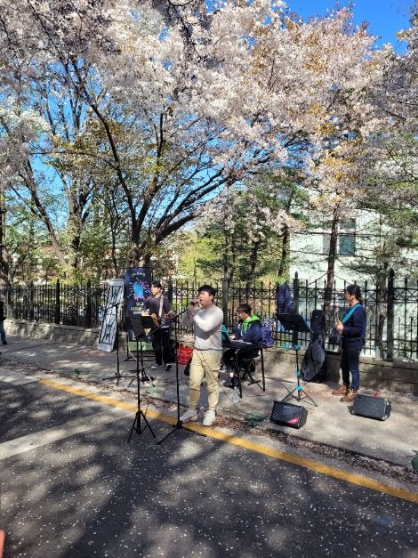 2025 자유공원 벚꽃축제 4