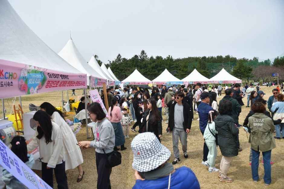 2026 영랑호 벚꽃축제 (5).jpg