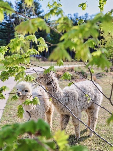 2025 가평 양떼목장 유채꽃축제 7