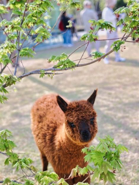 2025 가평 양떼목장 유채꽃축제 8