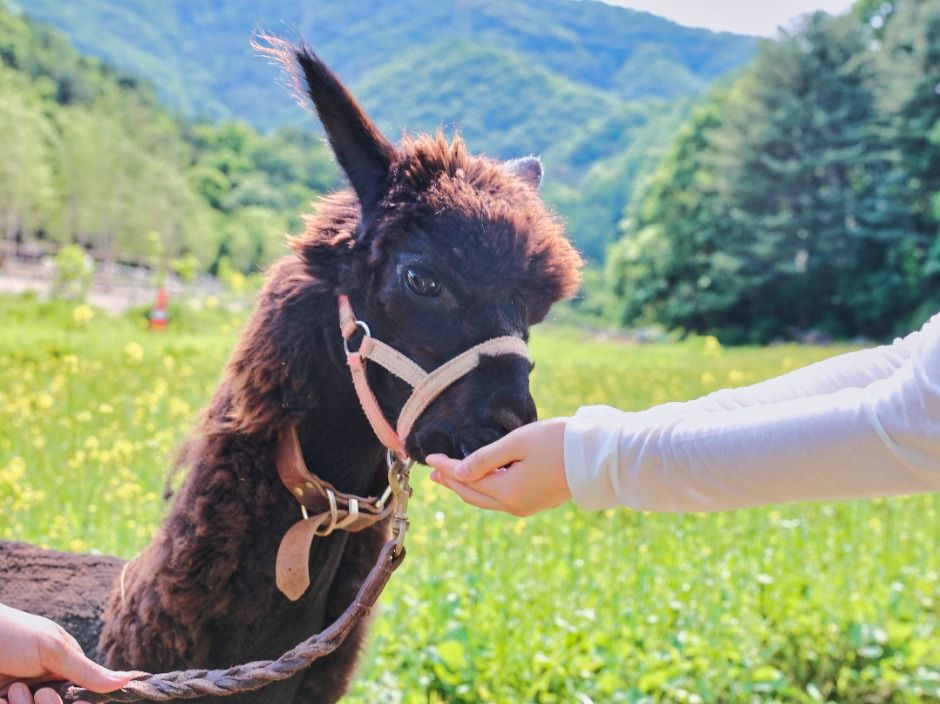2025 가평 양떼목장 유채꽃축제 1