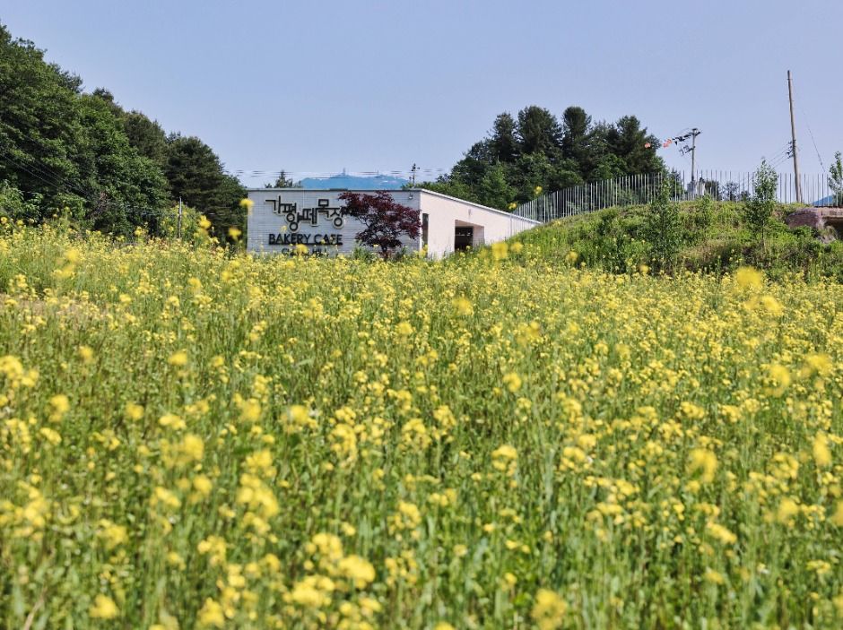 2025 가평 양떼목장 유채꽃축제 3