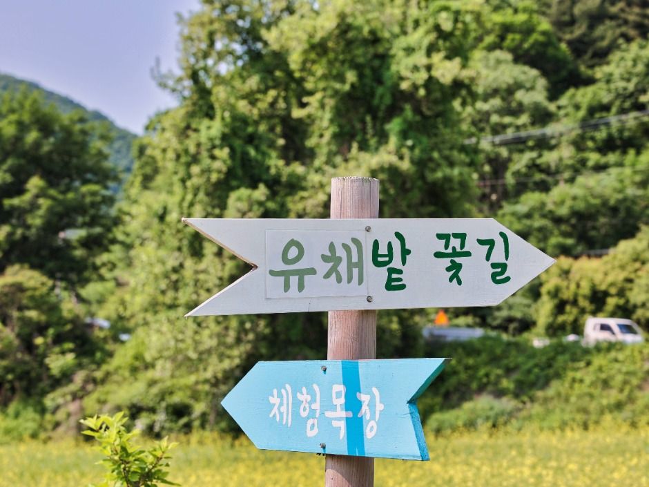 2025 가평 양떼목장 유채꽃축제 4