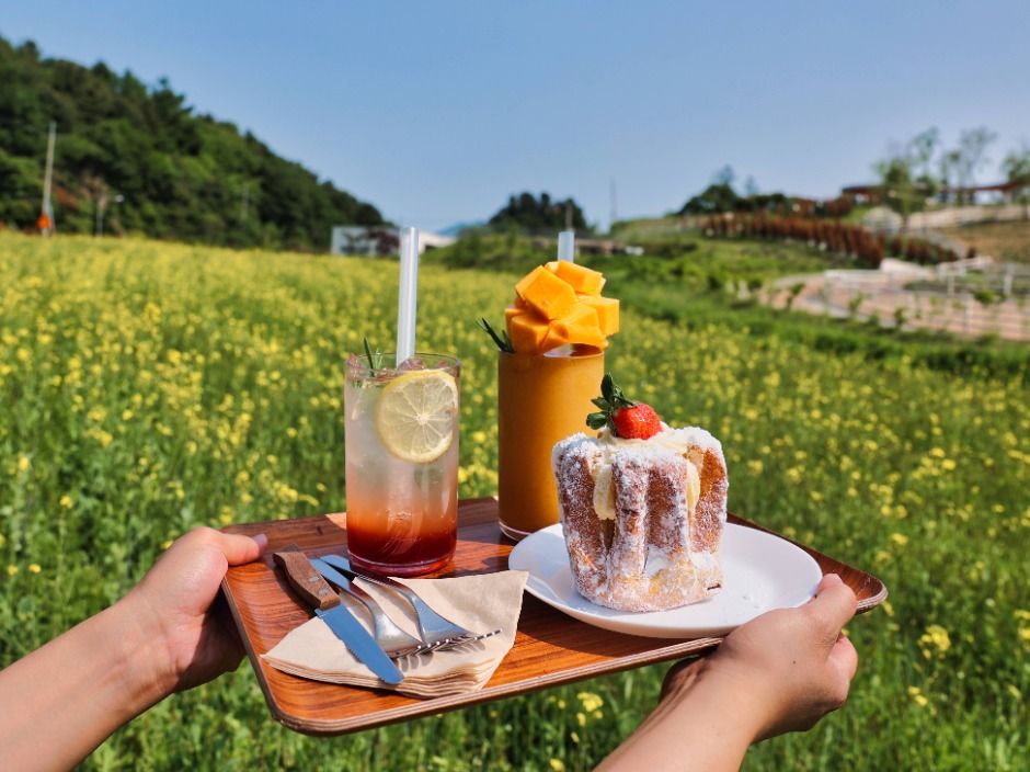 2025 가평 양떼목장 유채꽃축제 5