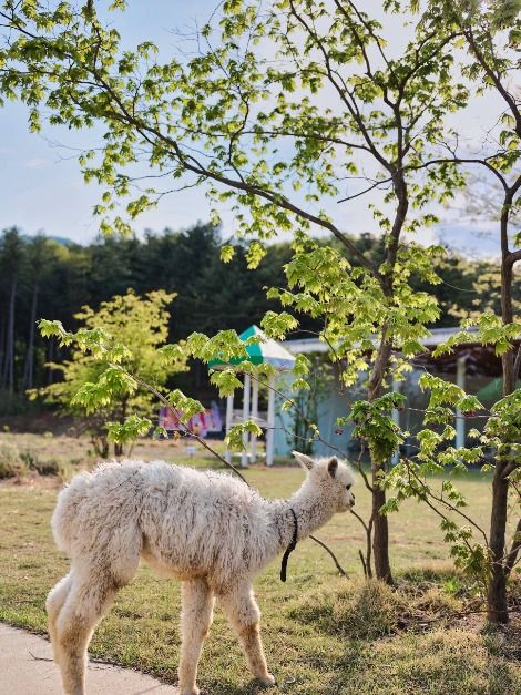 2025 가평 양떼목장 유채꽃축제 6