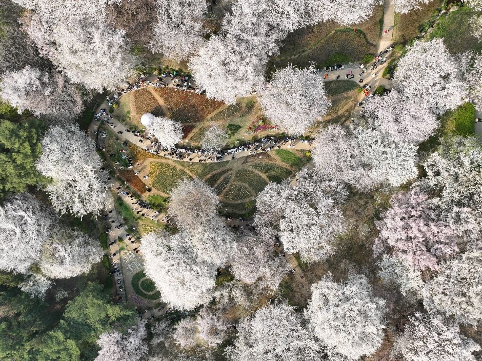 서대문 봄빛축제 참고 이미지 2