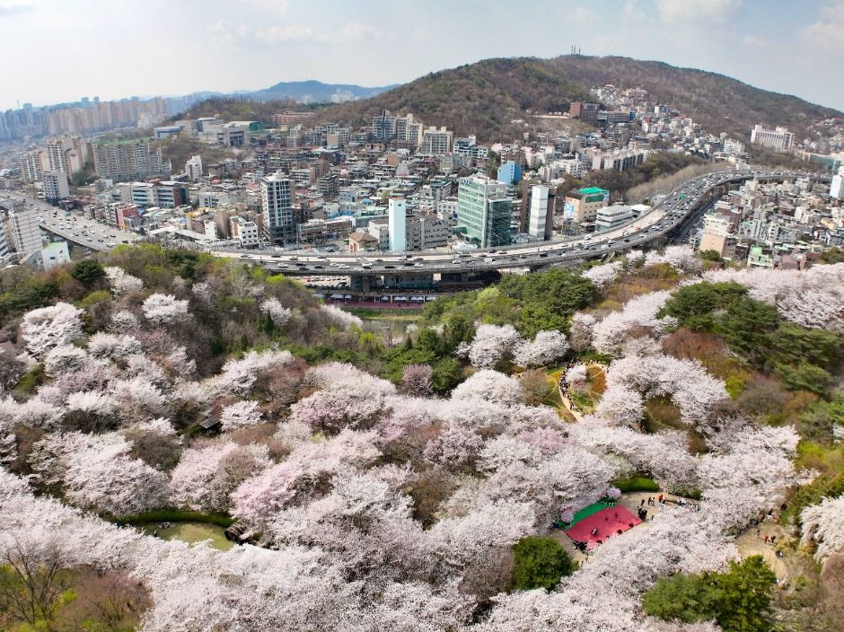서대문 봄빛축제 포스터 · 서울 축제