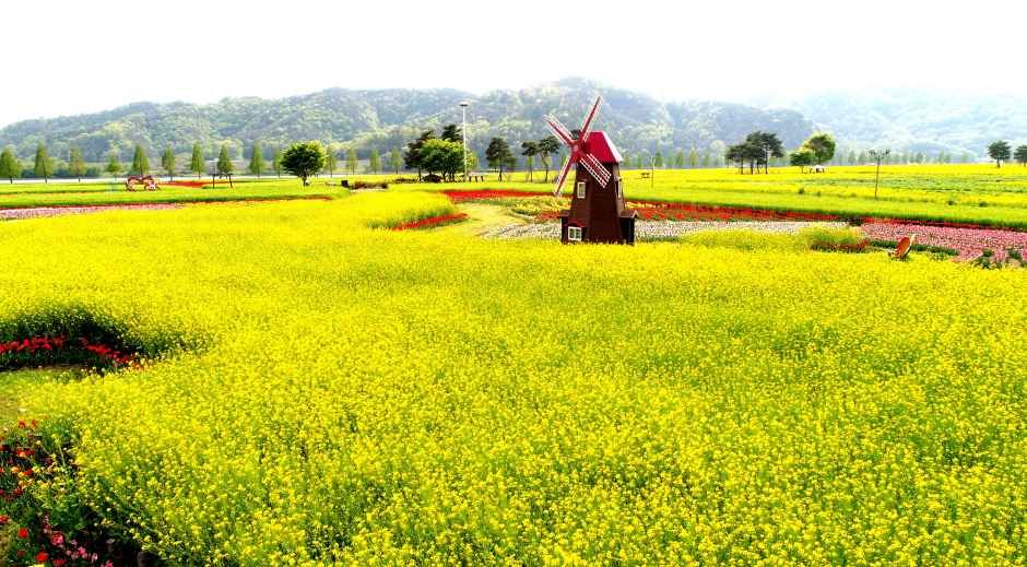 2026 창녕낙동강유채축제 (1).jpg