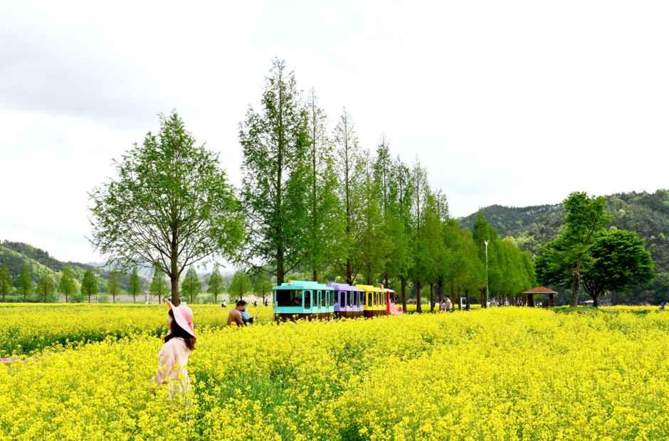 2026 창녕낙동강유채축제 (4).JPG