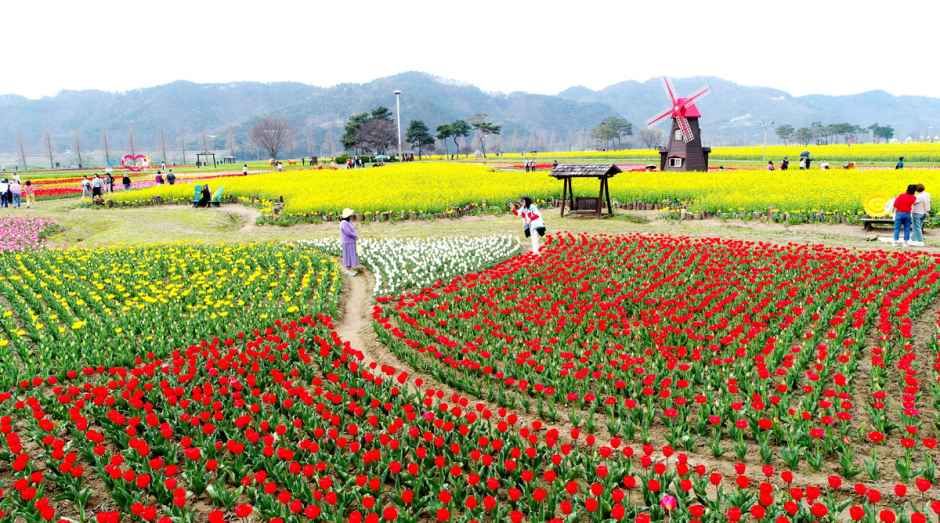 2026 창녕낙동강유채축제 (5).jpg
