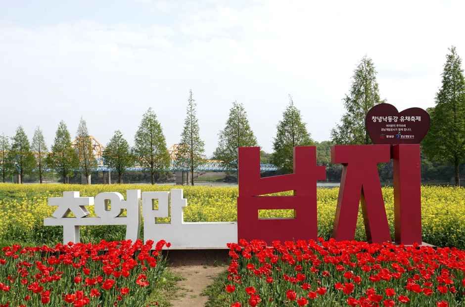 2026 창녕낙동강유채축제 (6).jpg