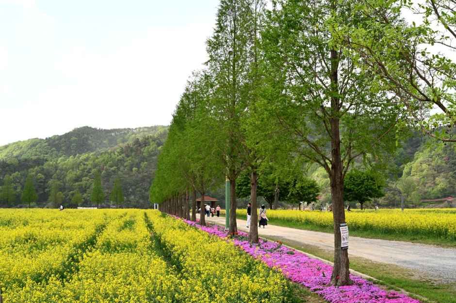 2026 창녕낙동강유채축제 (7).jpg