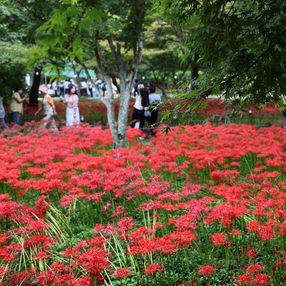 영광불갑산상사화축제 포스터 · 광주 축제