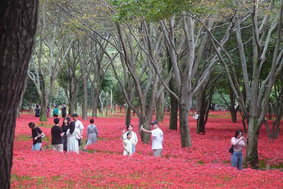 2024 영광불갑산상사화축제 2