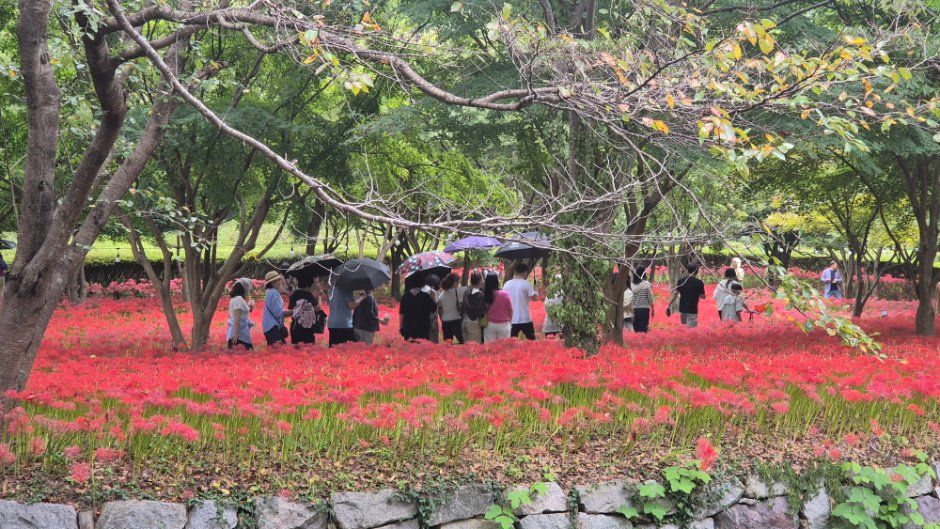 2026 영광불갑산상사화축제 (9).jpg