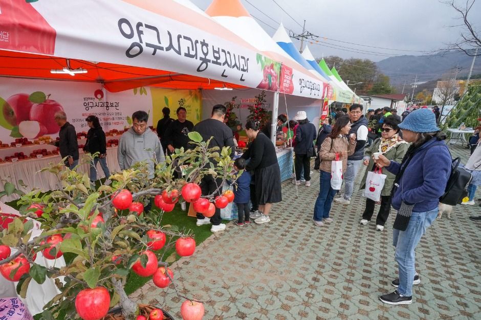 2025 청춘양구 펀치볼 시래기사과축제 4