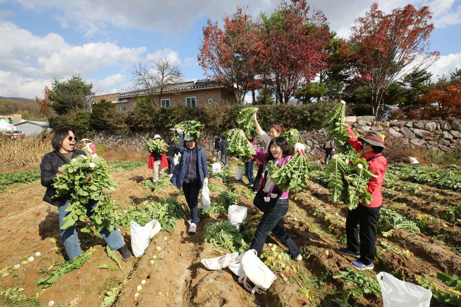 2024 청춘양구 펀치볼 시래기 사과축제 5