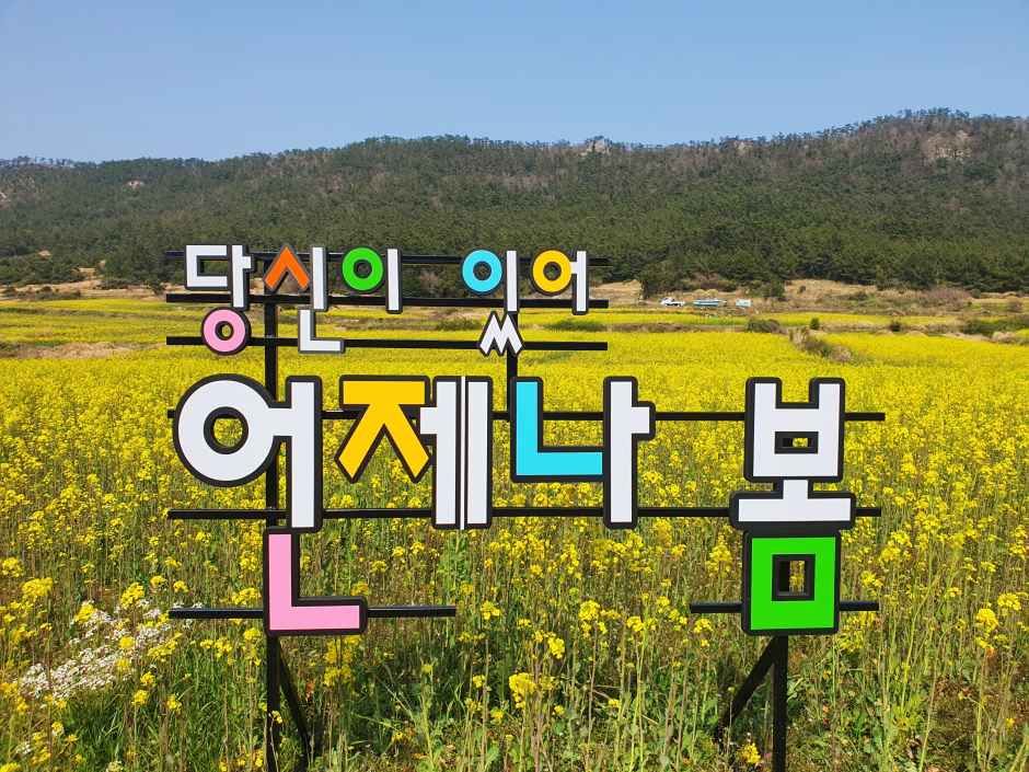 2026 보배섬 유채꽃 축제 (5).jpg