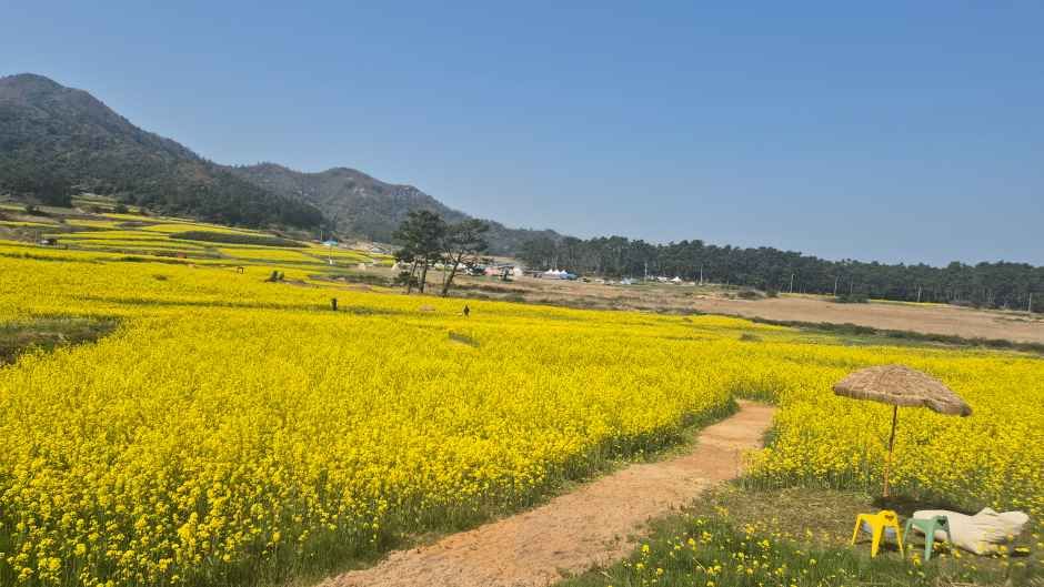 2026 보배섬 유채꽃 축제 (2).jpg