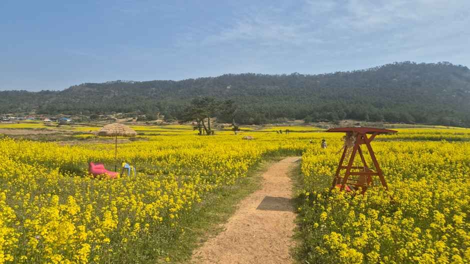 2026 보배섬 유채꽃 축제 (3).jpg