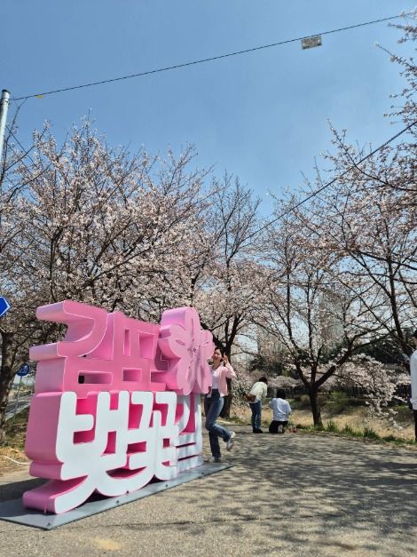  2025 김포 벚꽃축제 6