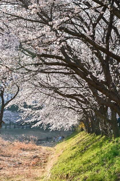  2025 김포 벚꽃축제 7