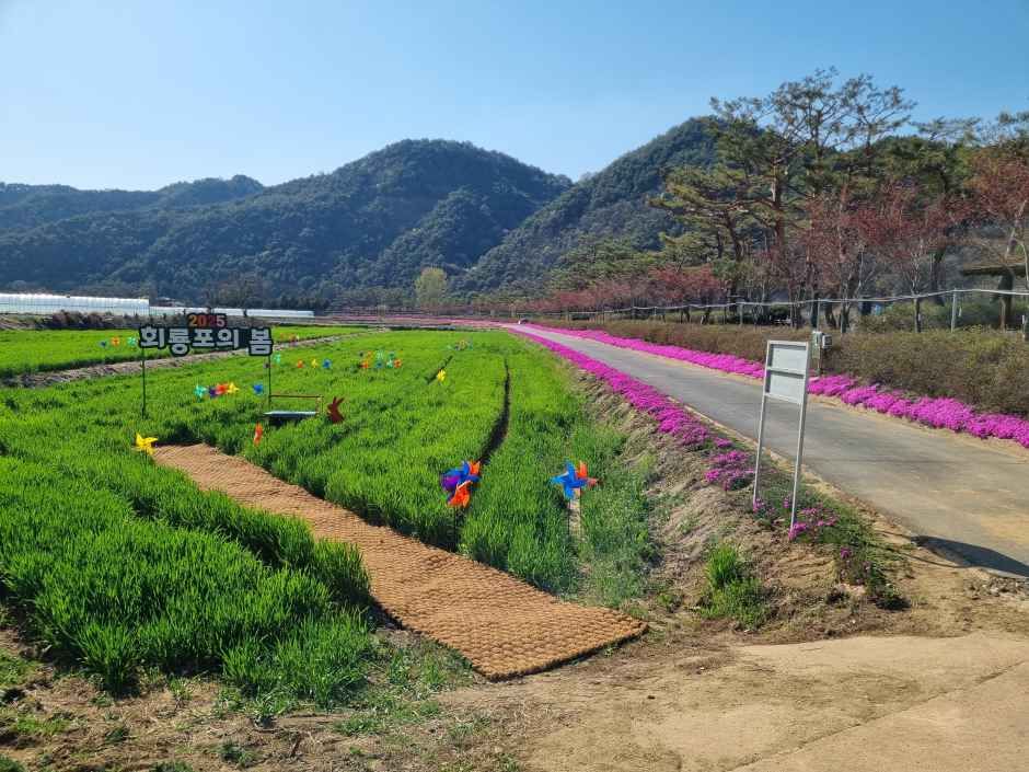 회룡포 봄나들이 축제 참고 이미지 1