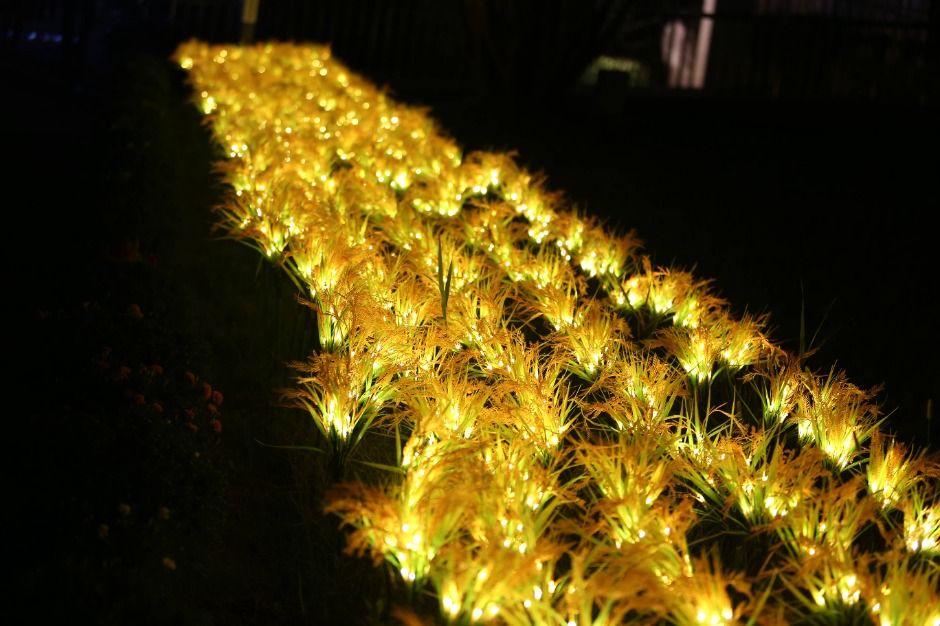 2025 김제지평선축제 5