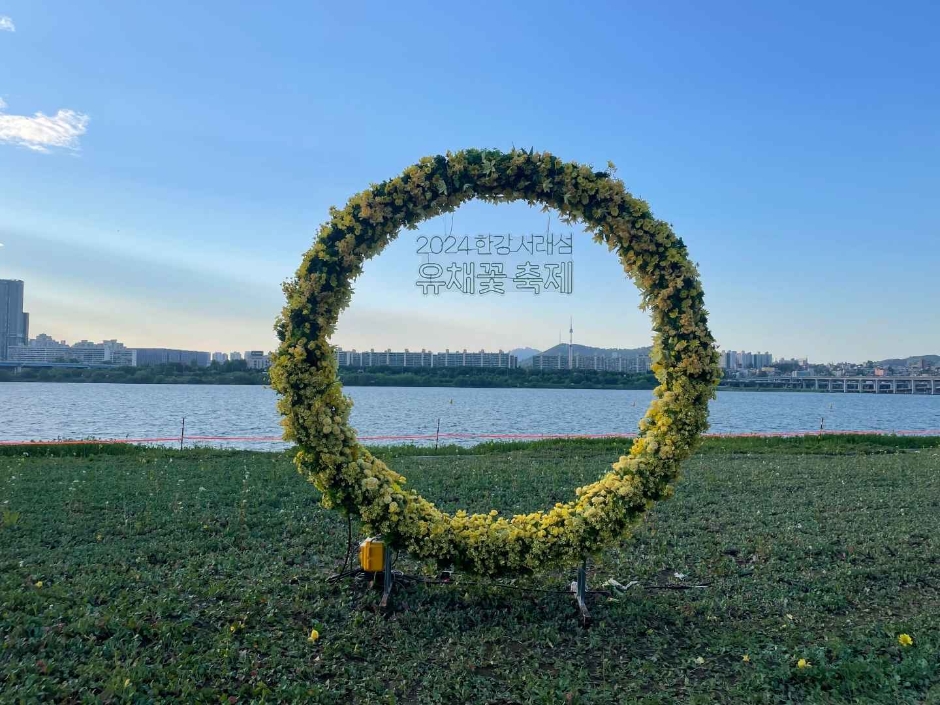 2024 한강 서래섬 유채꽃축제 이미지 11